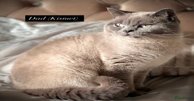 British Shorthair cats - Advert 5