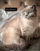 British Shorthair cats - Advert 6