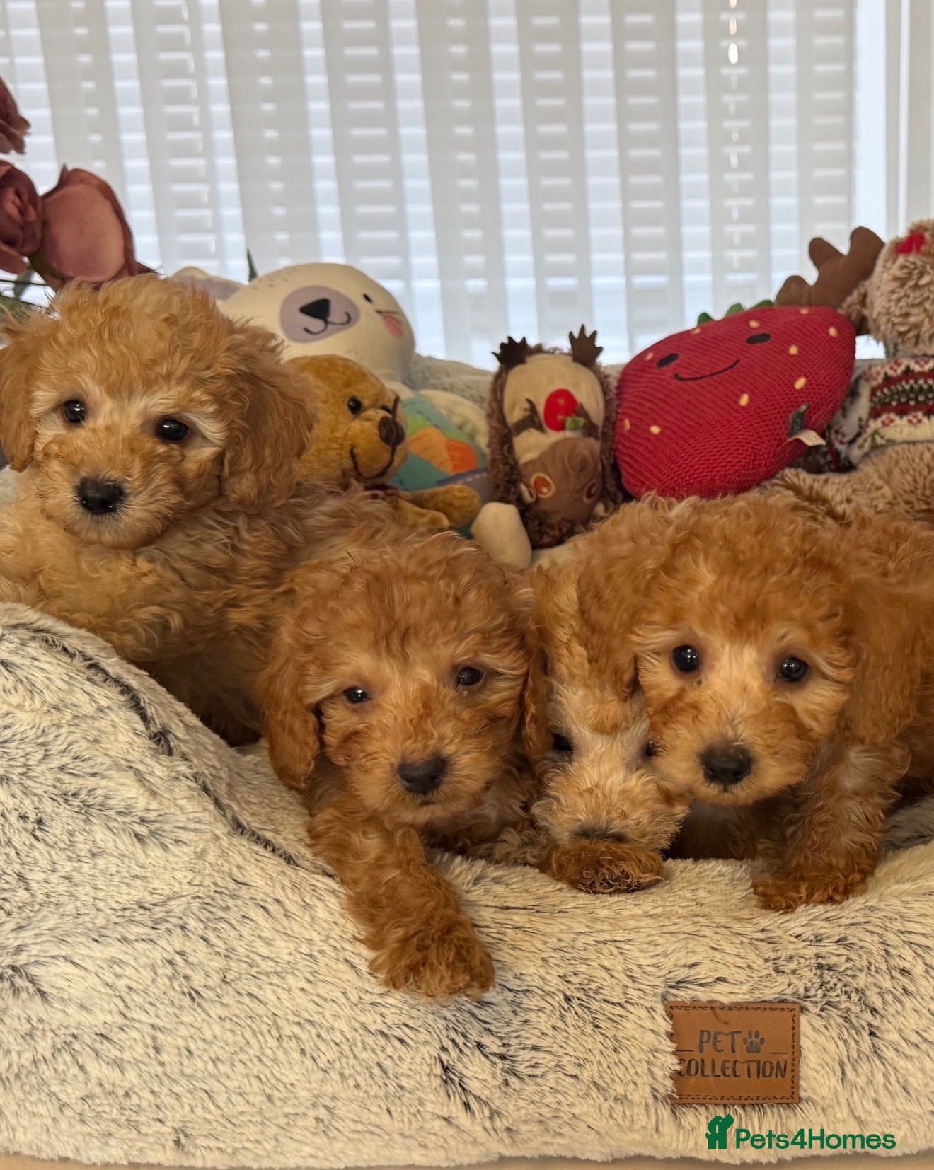 Toy Poodle dogs TINY TOY POODLS / MOM AND DAD DNA CLEAR  - Advert 1