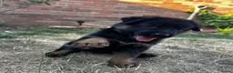 German Shepherd dogs for sale: Black & Red Show line German Shepherd in Bedford - Advert 6