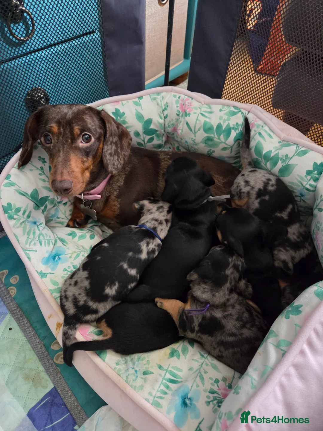 Dachshund dogs for sale: ❤️ 1 Mini Dachshund Girl left ❤️ - Advert 2