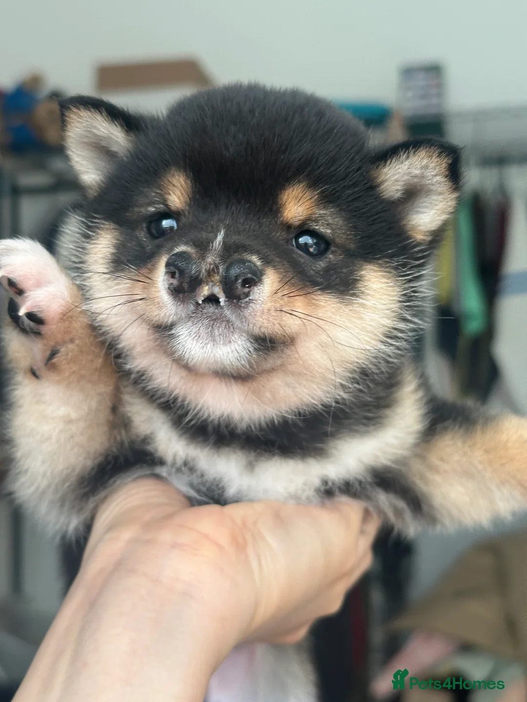 Japanese Shiba Inu dogs for sale: Black&Tan Mameshiba Boy - Advert 2