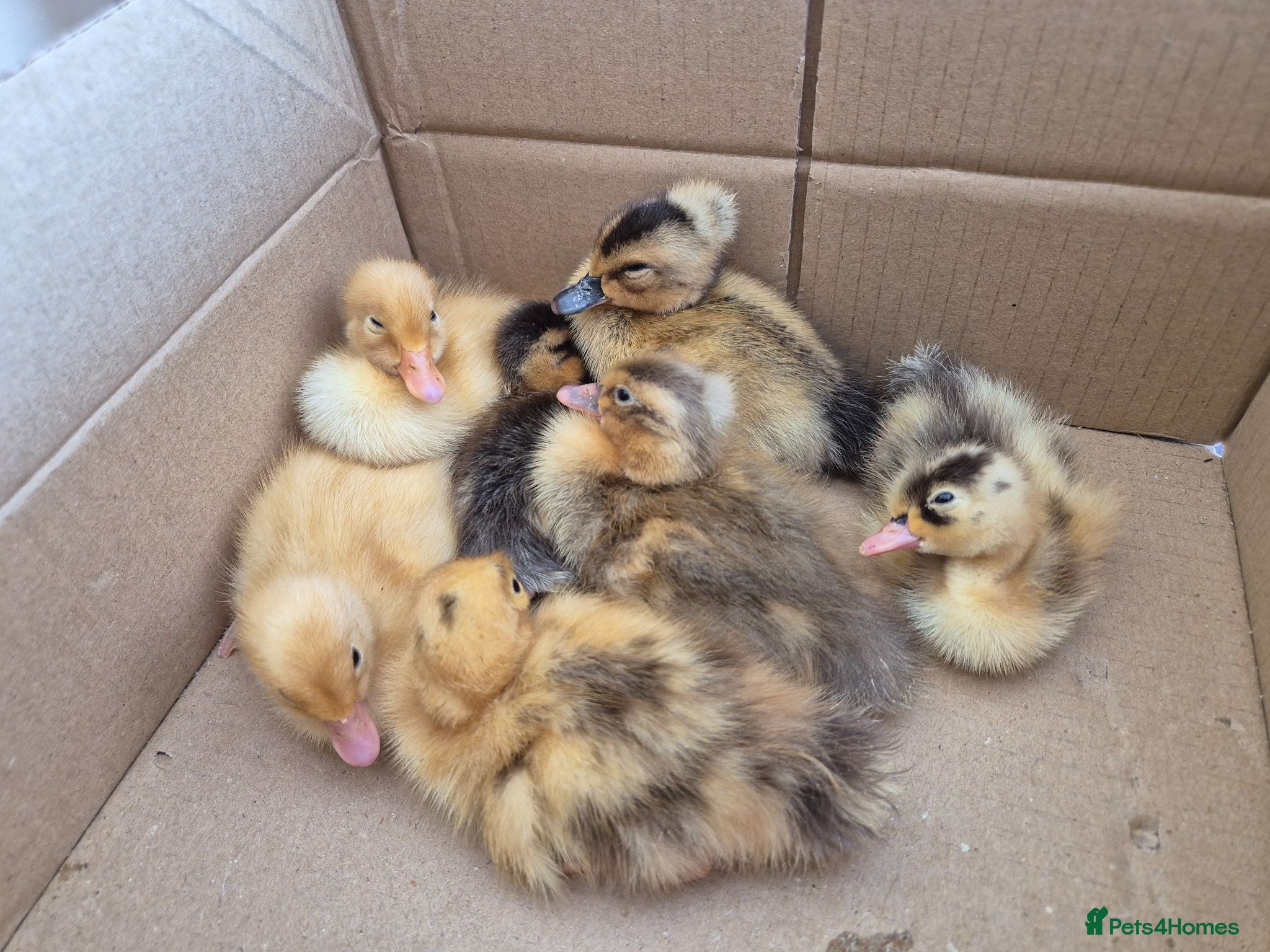 Ducks poultry Indian runner ducklings & hatching eggs - Advert 3