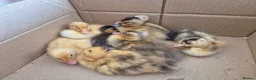 Ducks poultry for sale: Indian runner ducklings & hatching eggs - Advert 1