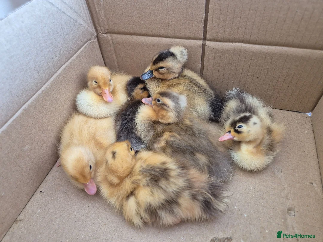 Ducks poultry for sale: Indian runner ducklings & hatching eggs - Advert 1