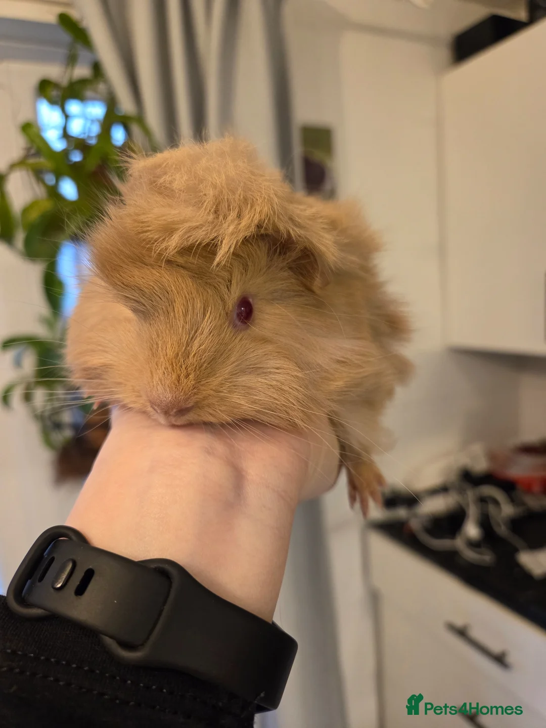 Guinea Pig rodents for sale: Long hair Peruvian baby boy  - Advert 7