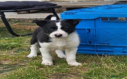 Border Collie dogs for sale: Unique blue eyed blue merle border collie puppies - Image 21