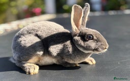 Rex rabbits for sale: 2 boys remaining. Vienna gene carrier Mini Rex - Image 2
