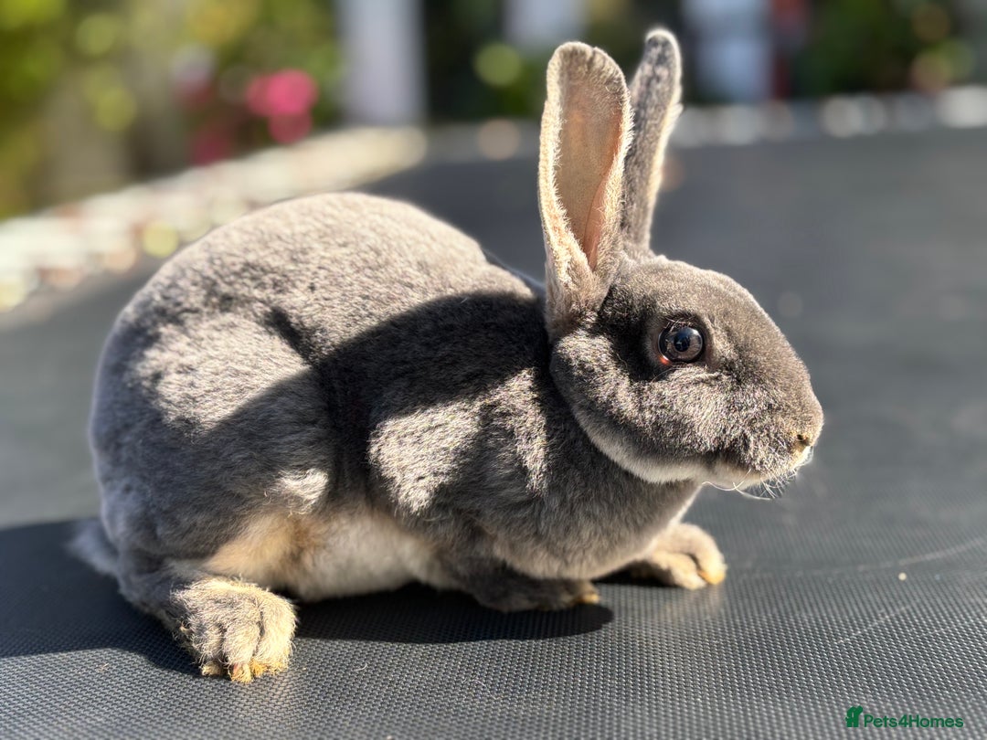 Rex rabbits for sale: 2 boys remaining. Vienna gene carrier Mini Rex - Image 2