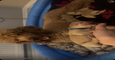 Standard Poodle dogs - Advert 1