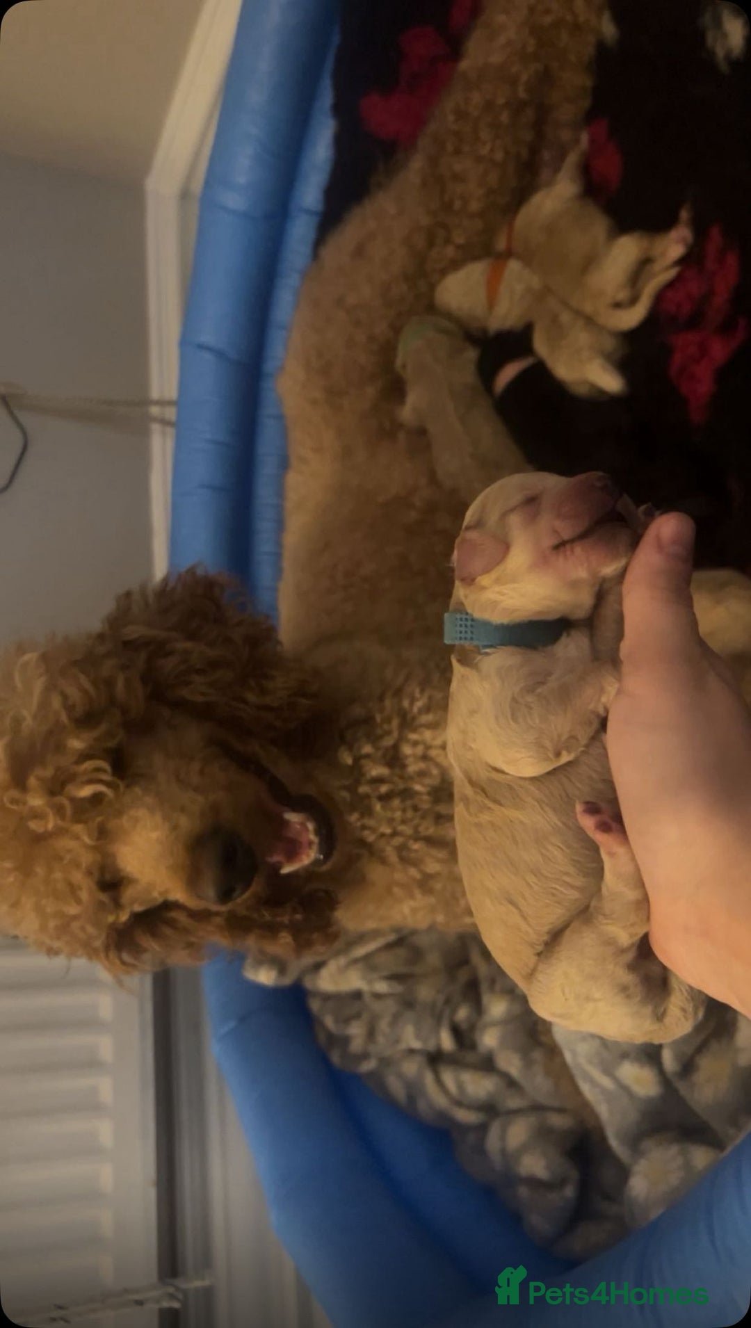 Standard Poodle dogs for sale: Standard poodles - Image 1