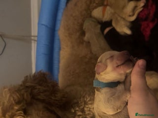 Standard Poodle dogs - Advert 25