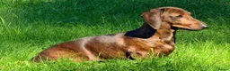 Miniature Dachshund dogs for sale: KC PRA Clear Champion lines Miniature Dachshunds - Advert 6