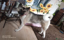 Akita dogs for sale: Gorgeous friendly girl needs new home  - Image 8