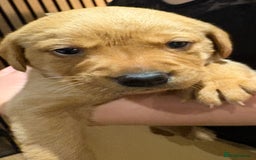 Labrador Retriever dogs for sale: Beautiful kc registered fox red labs - Image 9