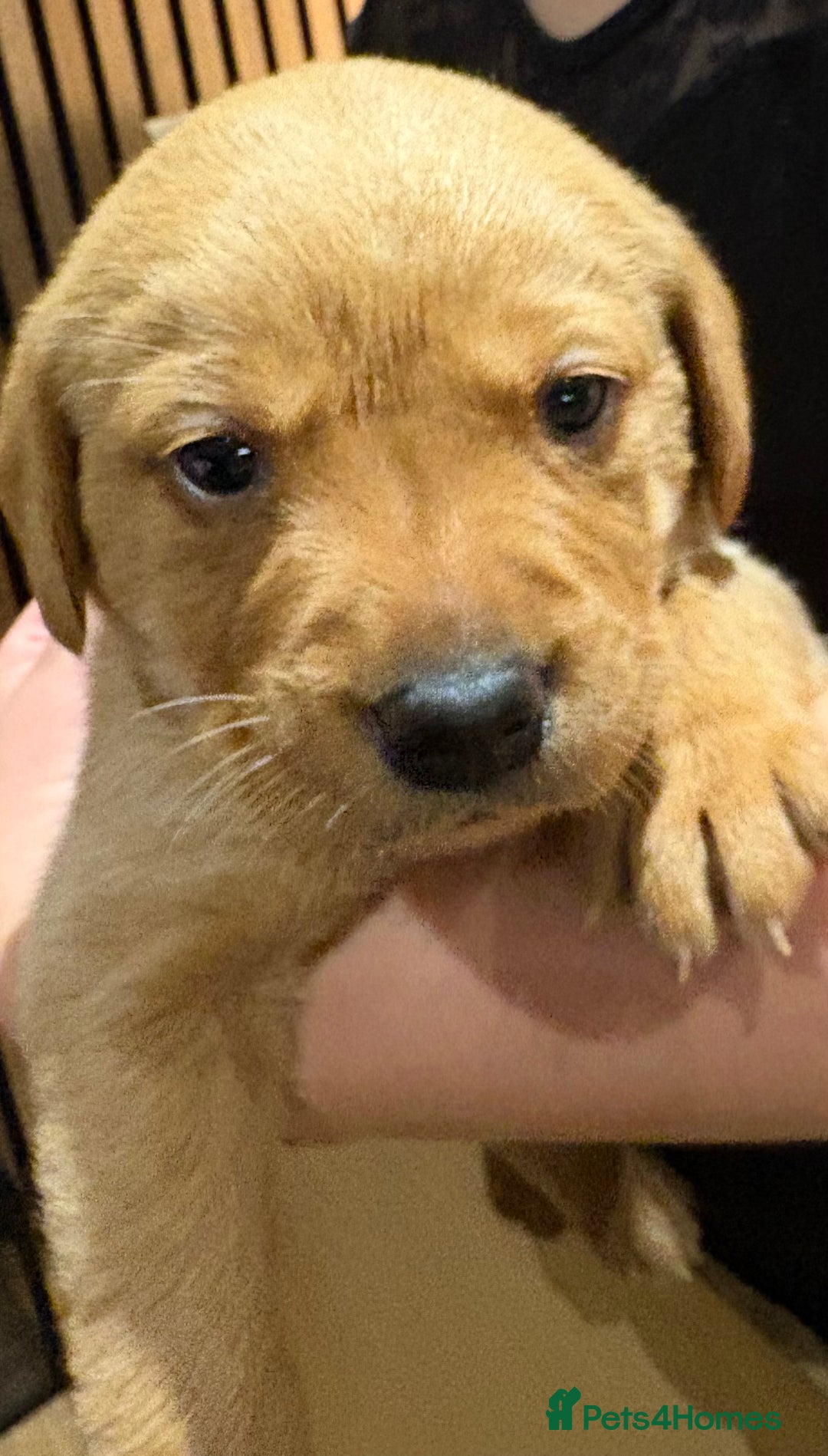 Labrador Retriever dogs for sale: Beautiful kc registered fox red labs - Image 9