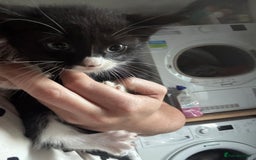 Mixed Breed cats for sale: 6 mixed breed kittens - Image 20