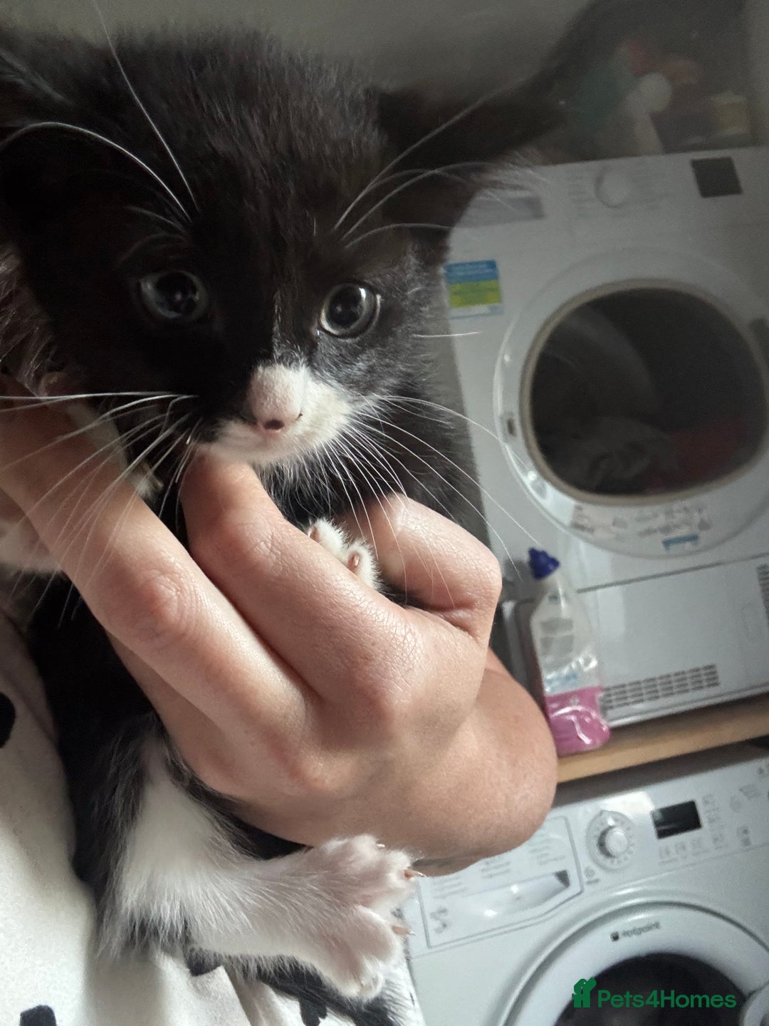 Mixed Breed cats for sale: 6 mixed breed kittens - Image 20