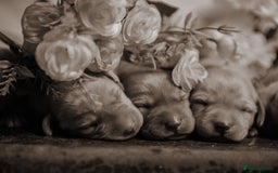 Labrador Retriever dogs for sale: Top Deep Red Quality Labrador KC Puppies - Image 12