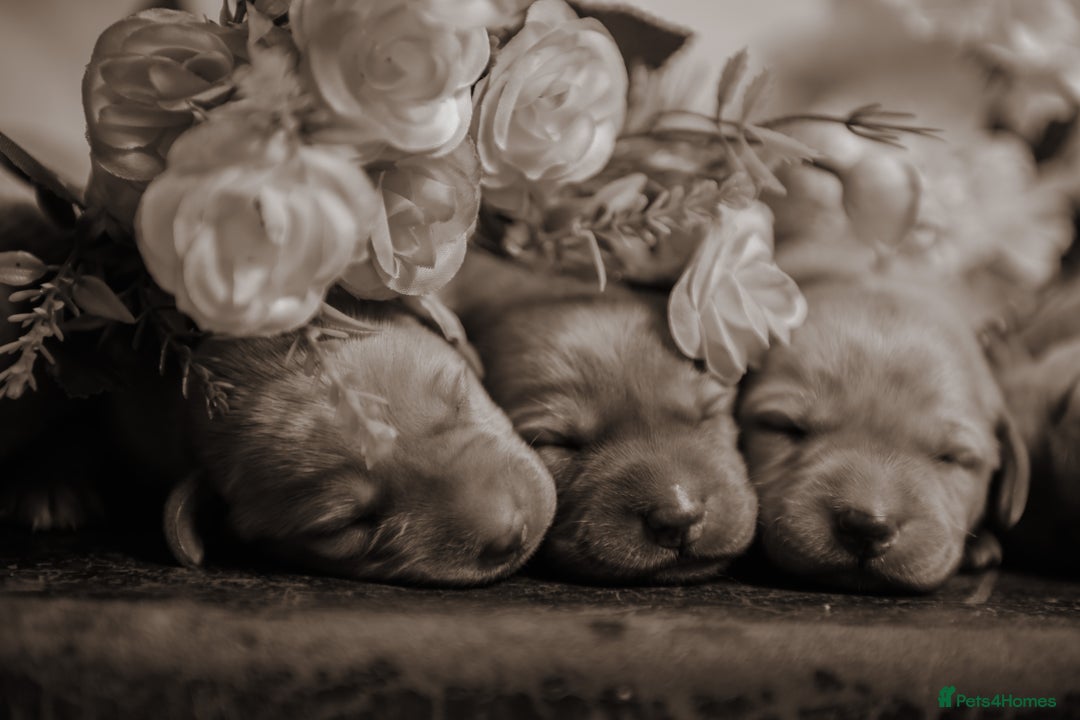 Labrador Retriever dogs for sale: Top Deep Red Quality Labrador KC Puppies - Image 12