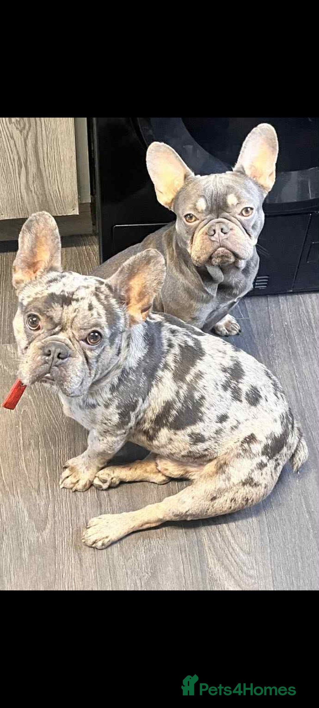 French Bulldog dogs for sale: KC Registered Lilac & Tan French Bulldog Puppies  - Advert 2