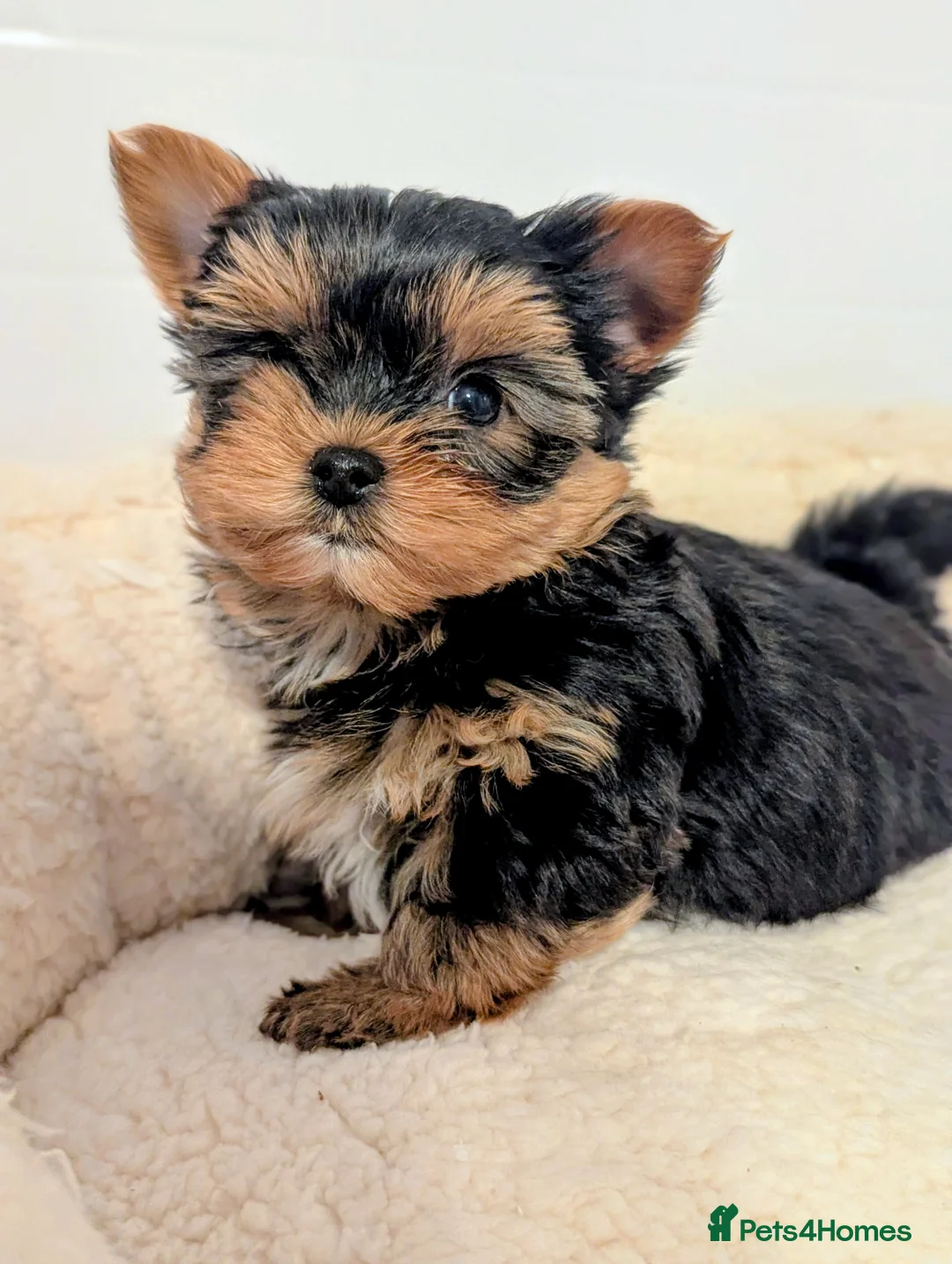 Yorkshire Terrier dogs for sale: Little bundles of joy available  - Advert 27
