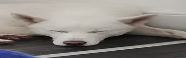 Siberian Husky 1