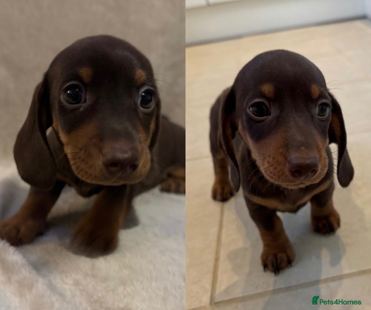 Miniature Dachshund dogs 1 Boy Remaining KC Short Haired Mini Dachshund  - Advert 8
