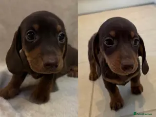 Miniature Dachshund dogs 1 Boy Remaining KC Short Haired Mini Dachshund - Advert 8