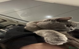 British Shorthair cats for sale: House British shorthair for sale - Image 2