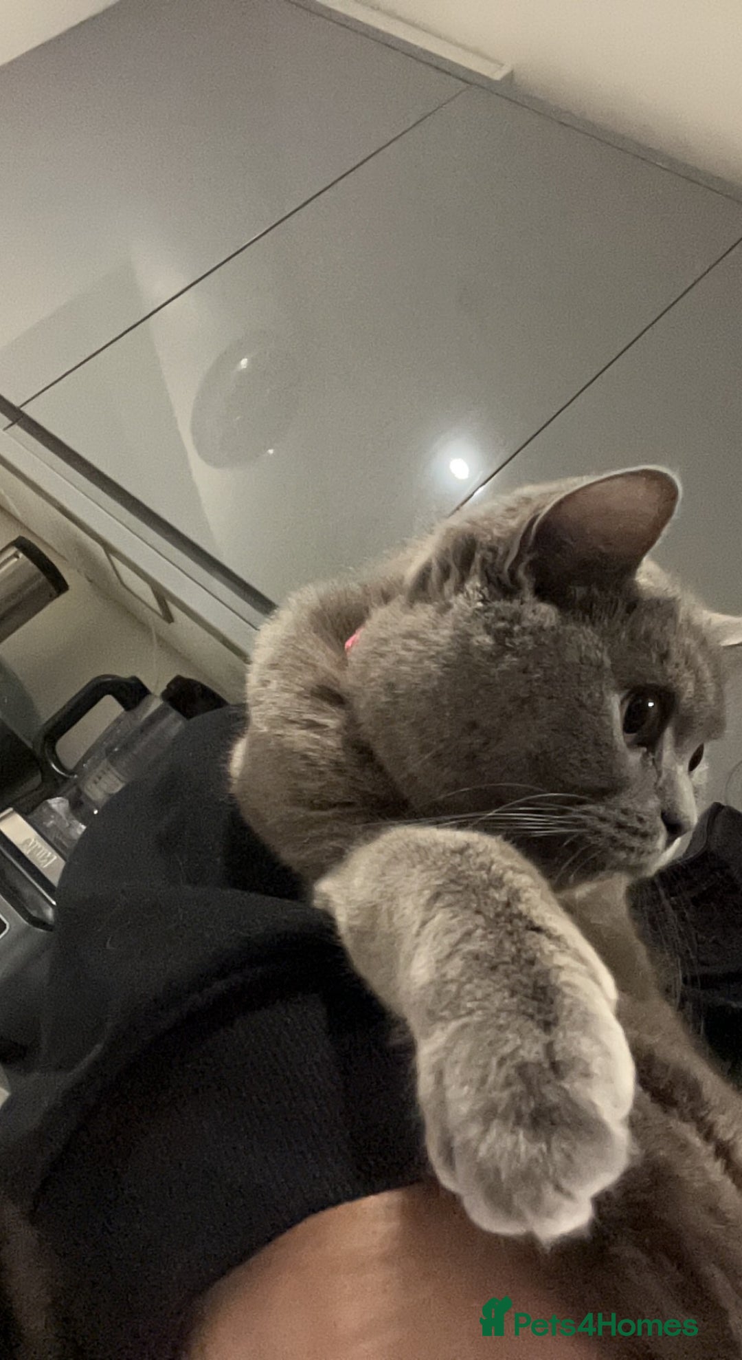 British Shorthair cats for sale: House British shorthair for sale - Image 2