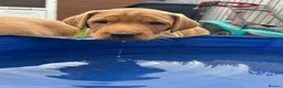 Labrador Retriever dogs for sale: Gorgeous KC Registered Fox Red Labradors  - Advert 16
