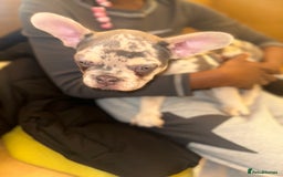 French Bulldog dogs for sale: French bulldog puppies fluffy carriers  - Image 35