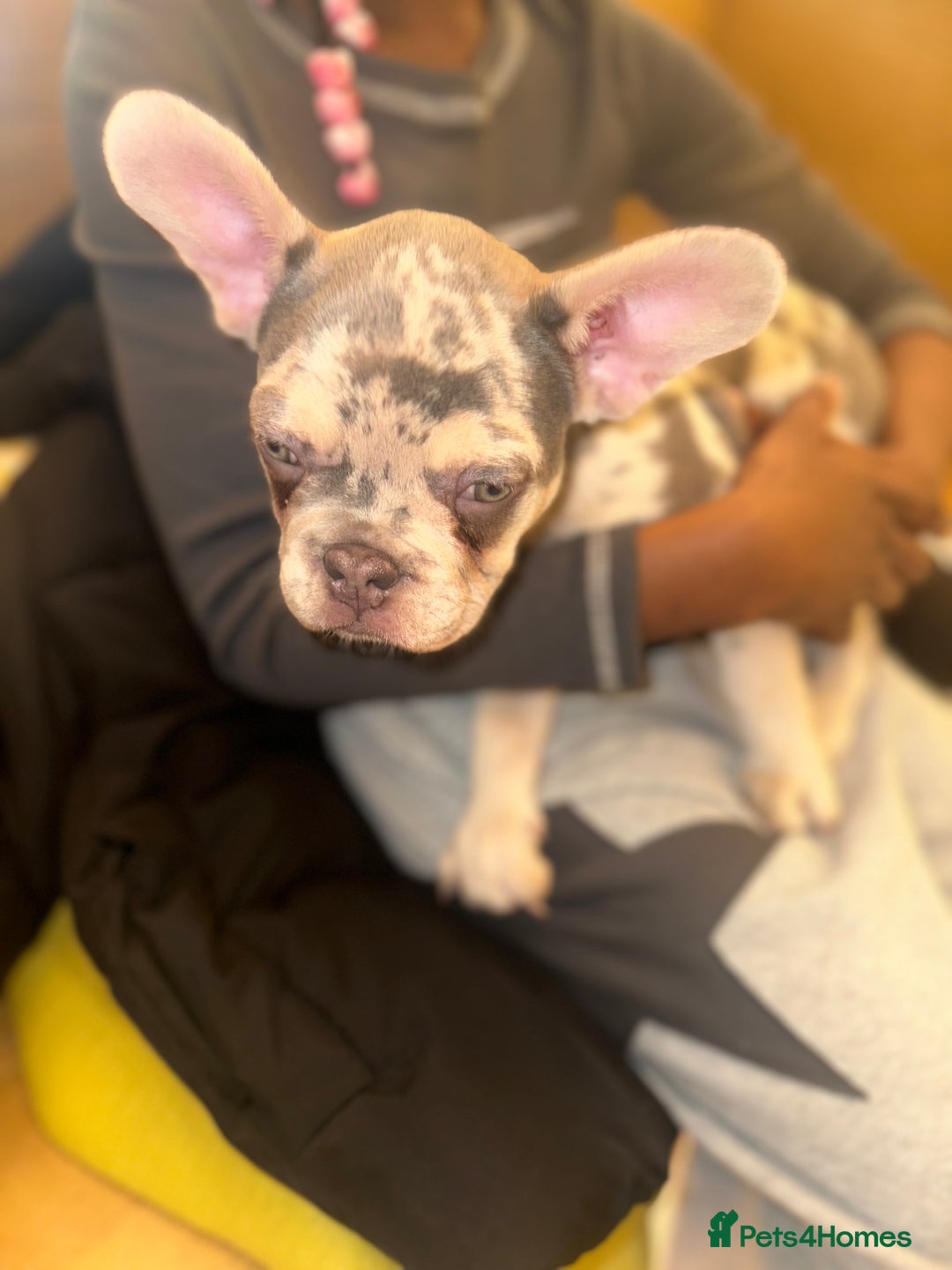 French Bulldog dogs for sale: French bulldog puppies fluffy carriers  - Image 35