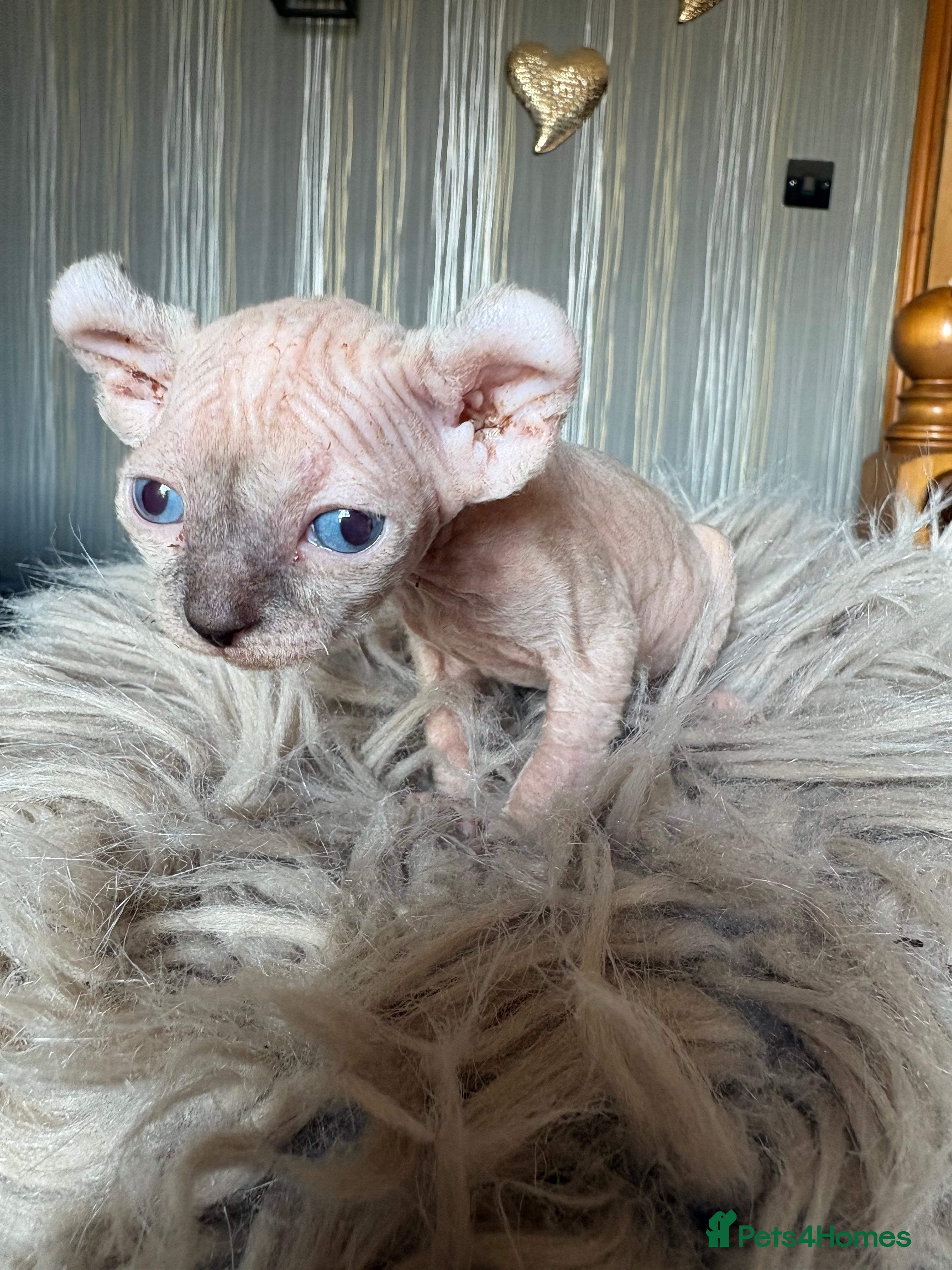 Sphynx cats Elf/Dwelf Sphynx kittens **Ready Now** - Advert 6