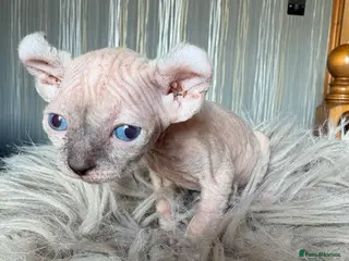 Sphynx cats Elf/Dwelf Sphynx kittens **Ready Now** - Advert 15