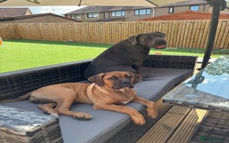 Cane Corso dogs for sale: Cane corso puppy - Image 4