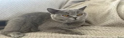 British Shorthair cats for sale: Kittens BSH £850 - Advert 14