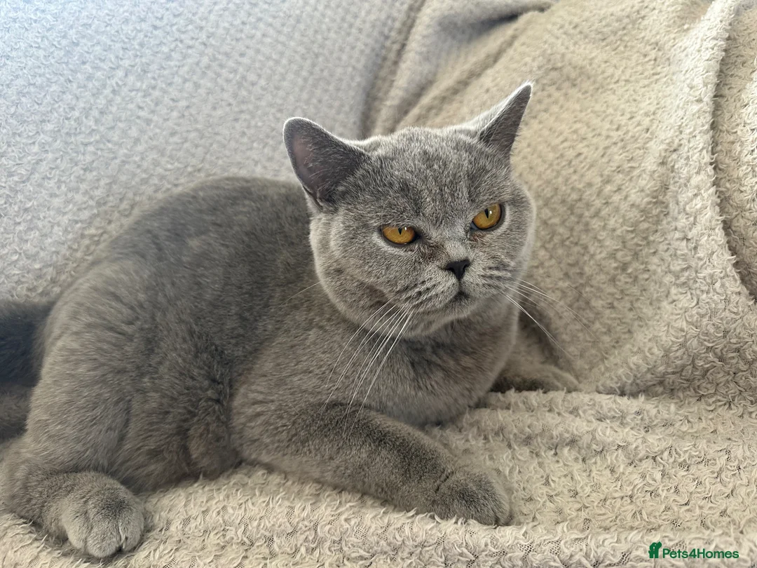 British Shorthair cats for sale: Kittens BSH £850 - Advert 14