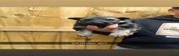 Mixed Breed dogs for sale: German shepherd pups for sale  - Advert 8