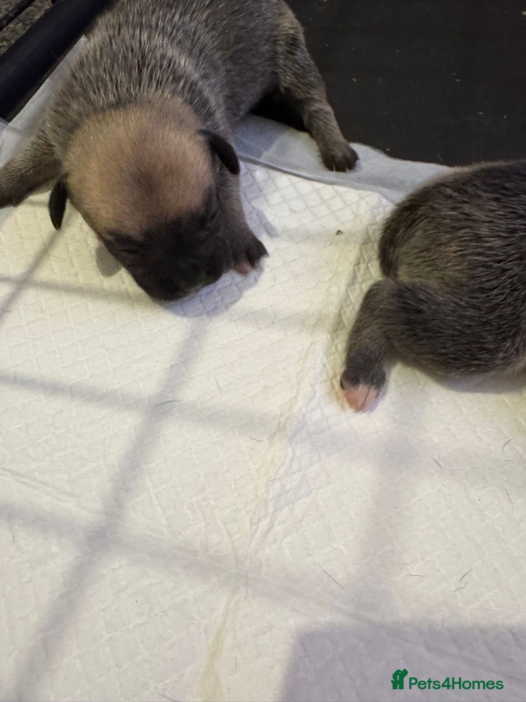 Mixed Breed dogs for sale: Staffordshire terrier puppies  - Image 7