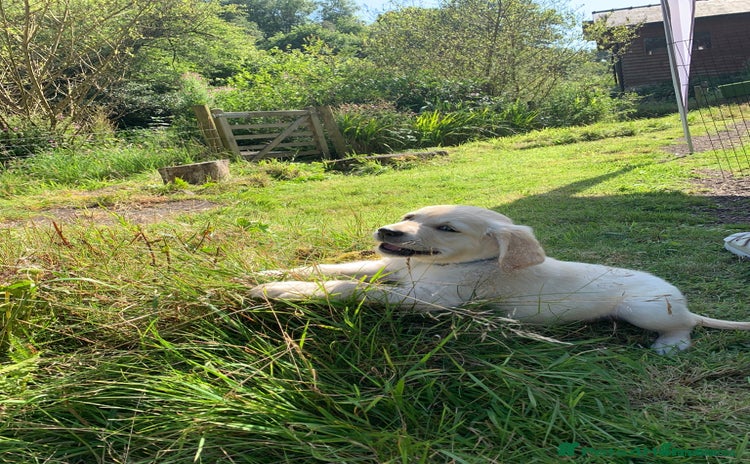 Golden Retriever dogs in Llanfyrnach - Advert 9