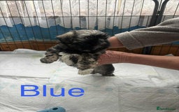 Shih Tzu dogs for sale: 8 WEEKS OLD Shih Tzu puppies - Image 4