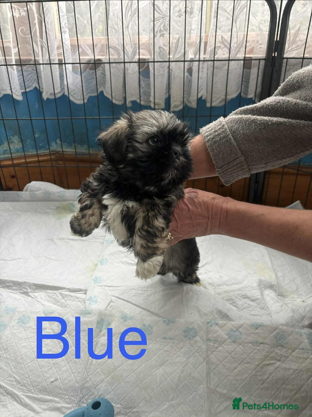 Shih Tzu dogs for sale: 8 WEEKS OLD Shih Tzu puppies - Image 4