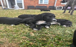 Cocker Spaniel dogs for sale: Cocker Spaniel male left KC Registered Docked  - Image 23