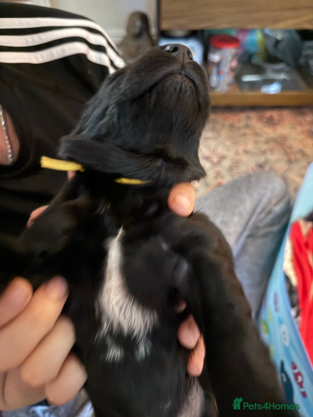 Springador dogs for sale: Puppies  - Image 8
