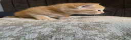 Mixed Breed cats for sale: Beautiful ginger kittens for SALE in Bradford - Advert 15