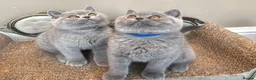 British Shorthair cats for sale: Stunning Teddy Bear British Short Hair Kittens - Advert 4