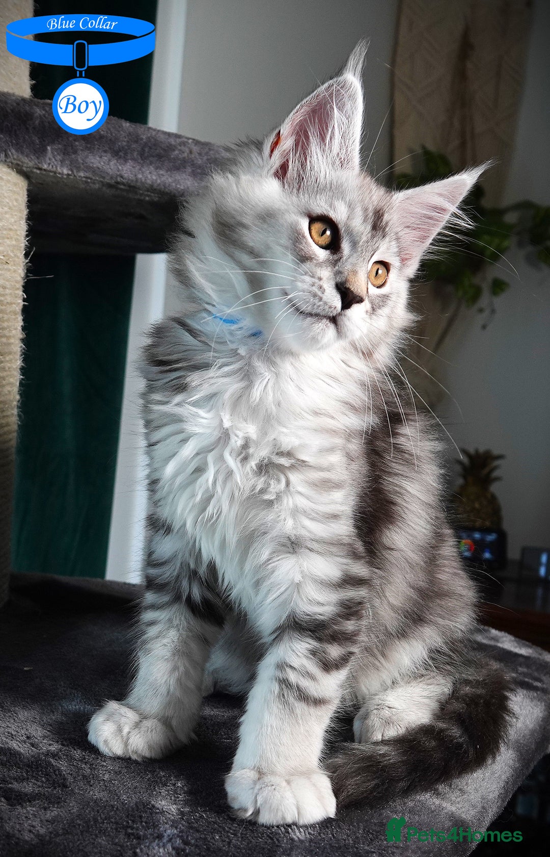 Maine Coon cats for sale: STUNNING XL PEDIGREE MAINE COON KITTENS - Image 20