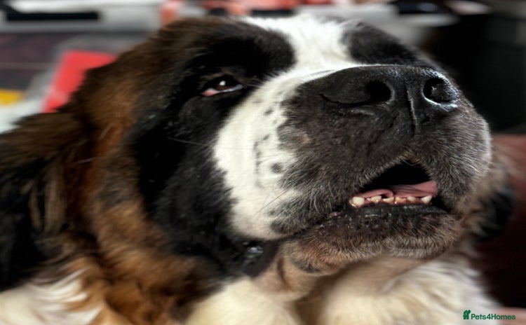 Saint Bernard dogs St.Bernard puppies due late December - Advert 4